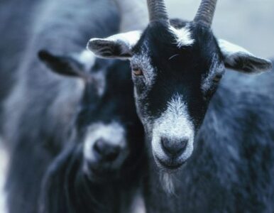 Miniatura: Tysiące kóz do uboju za "kozią grypę"