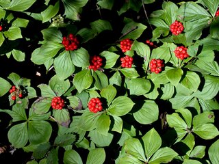 Dereń kanadyjski, Cornus canadensis