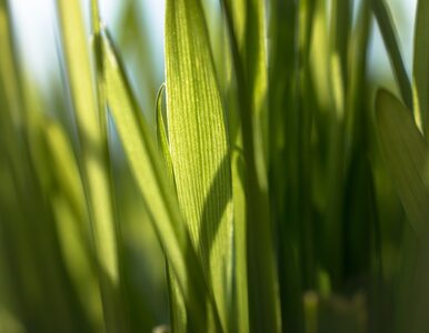 Miniatura: Lecznicze właściwości trawy pszenicznej, o...
