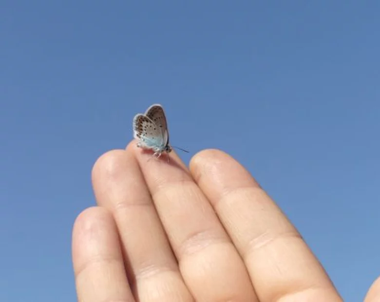 Miniatura: Masz długi palec serdeczny? Będziesz bogaty