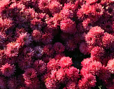 Miniatura: Jedna roślina i pająki znikają z domu. To...