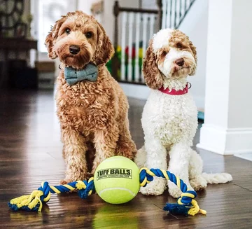 Psy rasy labradoodle 