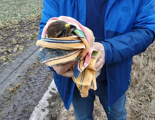 Miniatura: Straż Graniczna uratowała myszołowa