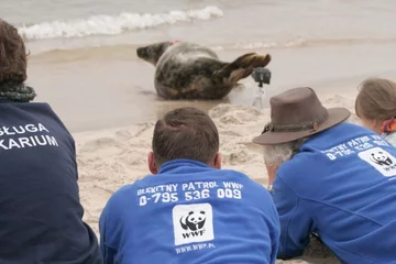 W akcji uczestniczyło WWF Polska (fot. WWF Polska / Anna Kassolik)