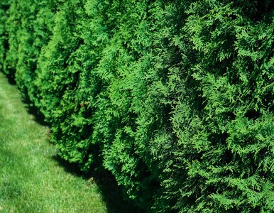 Miniatura: Szybko rosnące iglaki – żywopłot w dwa...
