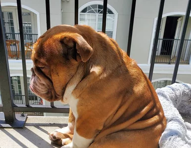 Miniatura: Buldożek podbija sieć. Jego smutna mina z...