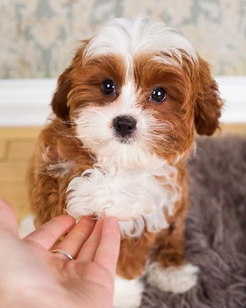 Cavapoo - połączenie cavaliera i pudla 