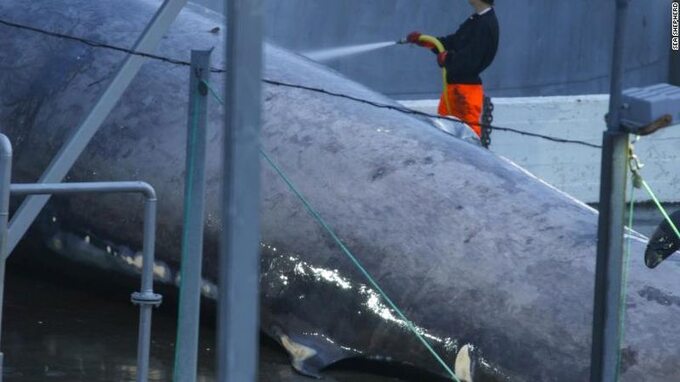 Stacja wielorybnicza w Hvalfjordur. Aktywiści Sea Shepard nie mają wątpliwości: to płetwał błękitny