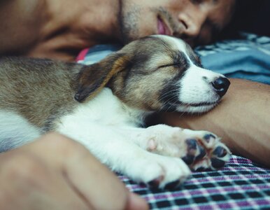 Miniatura: Spanie ze zwierzakiem może szkodzić?...