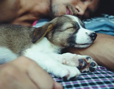 Miniatura: Spanie ze zwierzakiem może szkodzić?...