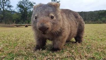 Wombat 