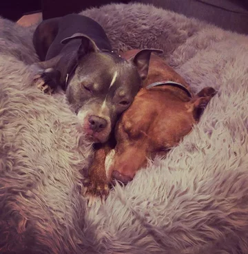 Psy, którymi opiekuje się Chris i Mariesa 