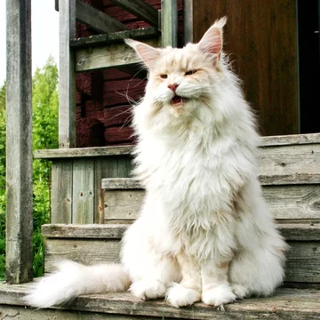 Lotus. Kot rasy Maine Coon 