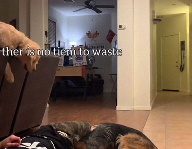 Miniatura: Co robią dwa psy, gdy ich właściciel nie...