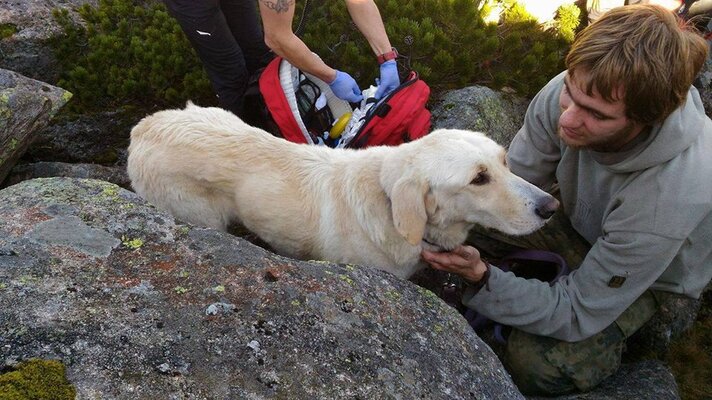 Miniatura: Labrador Nero uratowany dzięki GOPR i...