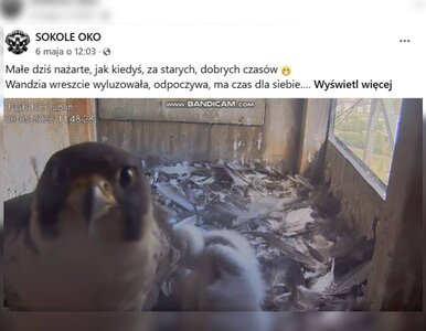 Miniatura: Nagranie z udziałem sokoła z Lublina hitem...