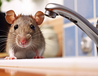 Miniatura: Domowy trik, którego myszy wręcz...