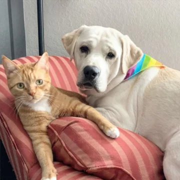 Thor i Simba 