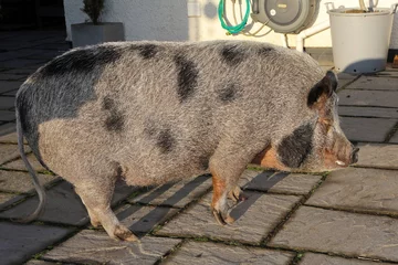 Świnka Grace 