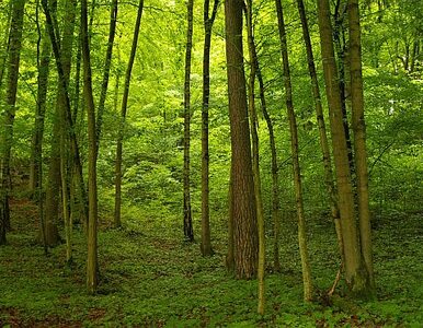 Miniatura: W Europie przybywa lasów