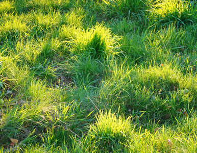 Miniatura: Zrób to z trawnikiem do końca marca. Mech...