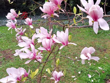 Ogród Botaniczny Uniwersytetu Warszawskiego w Warszawie 