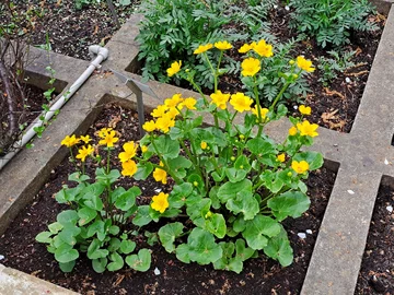 Ogród Botaniczny Uniwersytetu Warszawskiego w Warszawie 