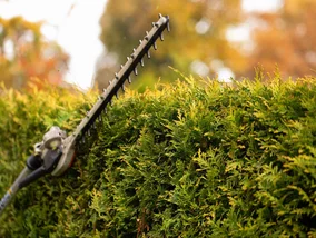Miniatura: Sąsiad zawsze chwyta za nożyce...