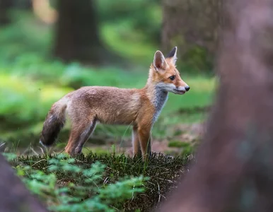 Miniatura: Ostrzeżenia przed bąblowicą w Polsce....