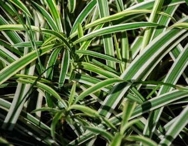 Miniatura: Postaw ją w sypialni. Wilgoć spada, a...