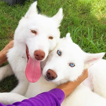 Zwierzęta o nietypowym wyglądzie 