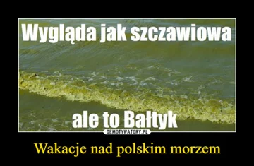 Minęła połowa wakacji. Internauci publikują memy 