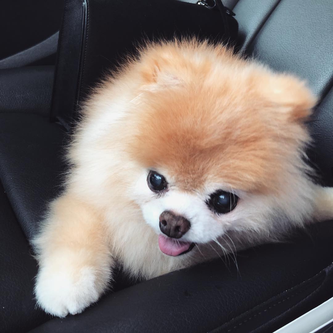 Boo the Pomeranian 