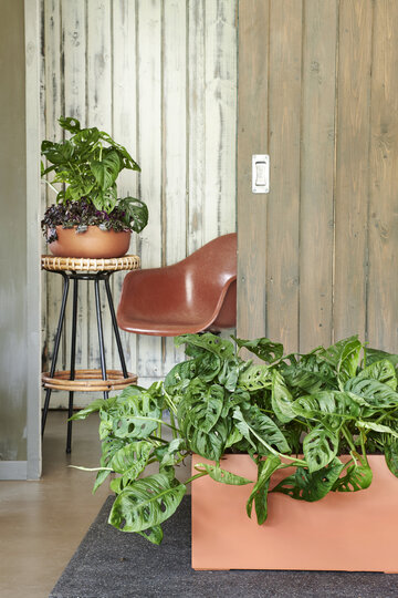 Monstera