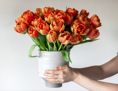 Miniatura: Wsyp pół łyżeczki do wazonu. Tulipany...