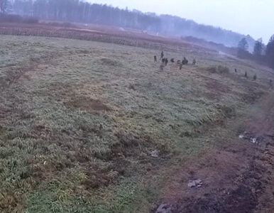 Miniatura: Atak migrantów przy granicy z Białorusią....