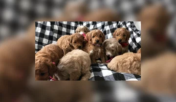 Psy rasy Golden Retriever 