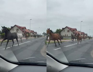 Miniatura: Stado koni uciekło ze stadniny w...