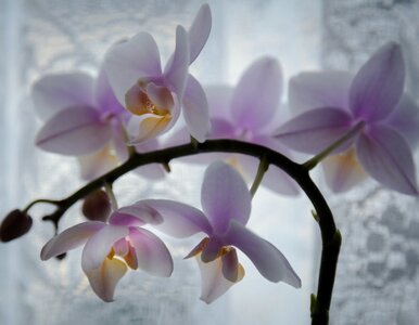 Miniatura: Włóż tą zaskakującą rzecz do doniczki....