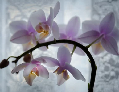 Miniatura: Włóż tą zaskakującą rzecz do doniczki....