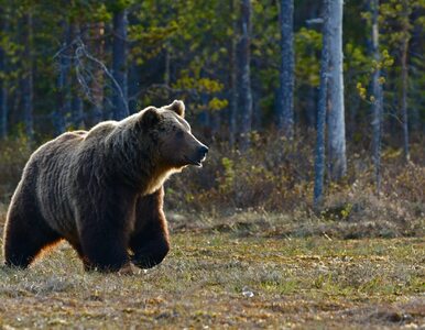 Miniatura: Atak niedźwiedzia w Bieszczadach. Są...