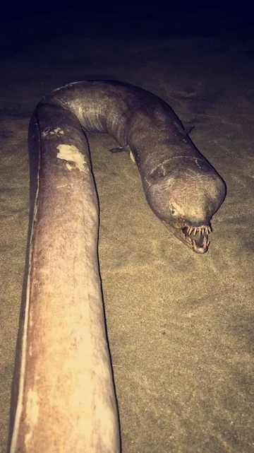 Snaggle-toothed snake-eel należy do rodziny wężorybowatych ryb 