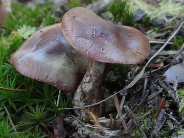 Czy ten grzyb jest jadalny?