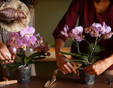 Miniatura: W tych roślinach kryją się pluskwy –...