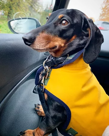 Monty the Miniature Dachshund 