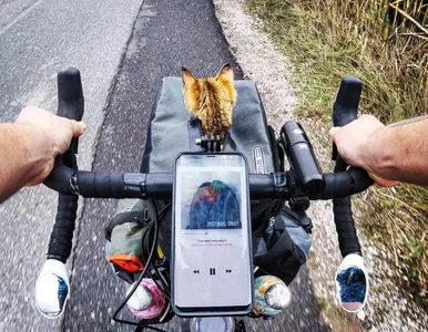 Miniatura: Podróżuje po świecie wraz ze swoim kotem....