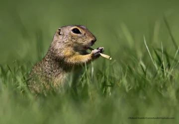 Finaliści konkursu Comedy Wildlife Photo Awards 2021 