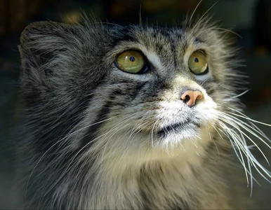 Miniatura: Manul roku to mieszkaniec polskiego zoo....