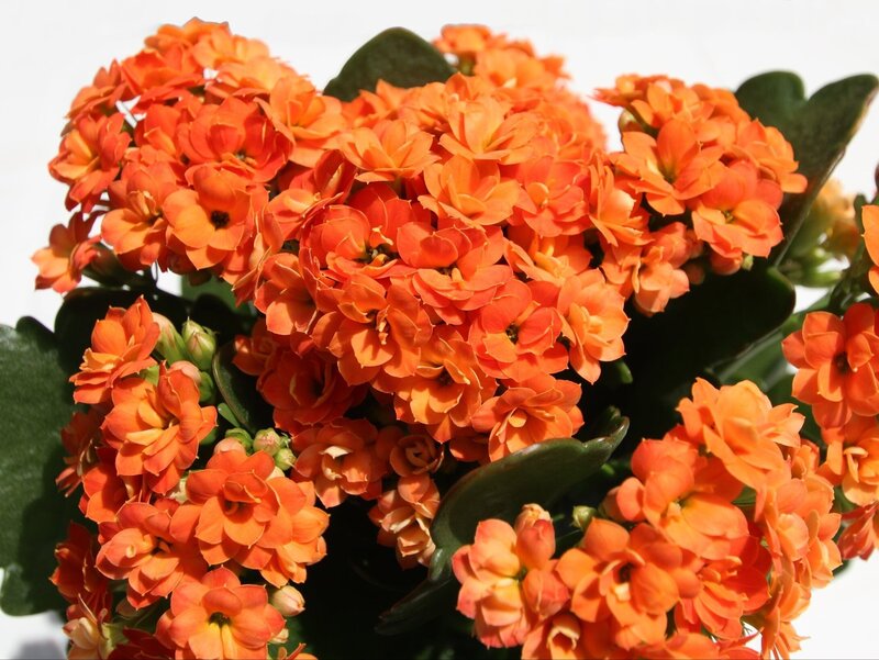 Kalanchoe blossfeldiana