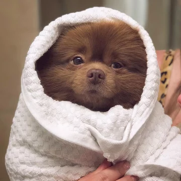 Pomeranian Bertie 